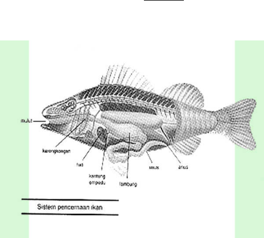 Detail Gambar Sistem Pencernaan Ikan Nomer 34