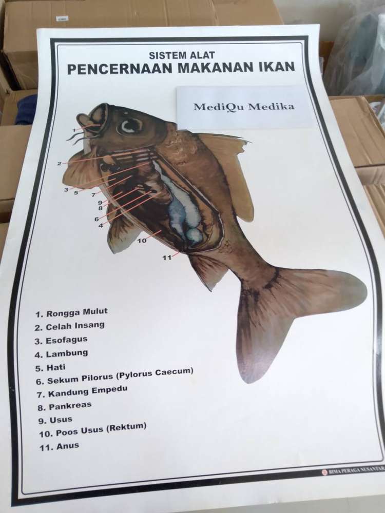 Detail Gambar Sistem Pencernaan Ikan Nomer 36