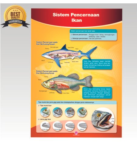 Detail Gambar Sistem Pencernaan Ikan Nomer 37