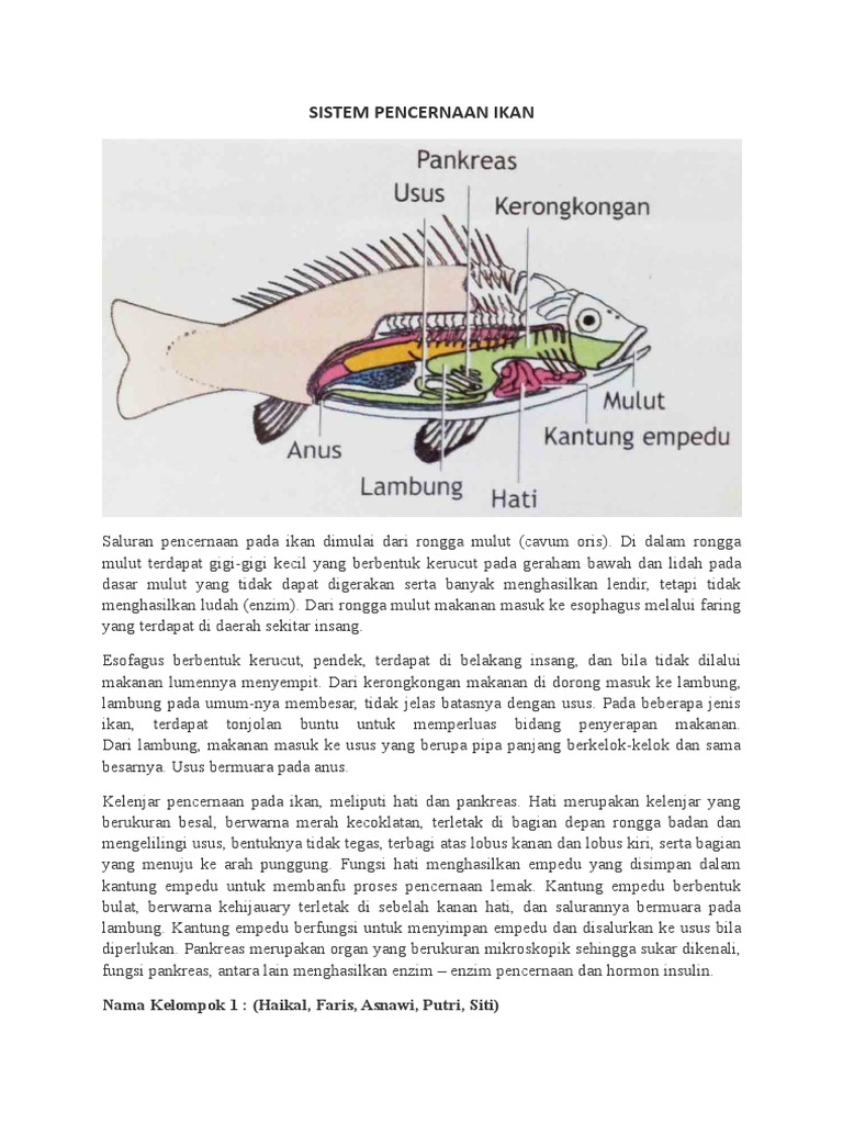 Detail Gambar Sistem Pencernaan Ikan Nomer 39