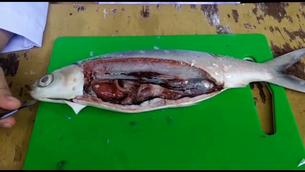 Detail Gambar Sistem Pencernaan Ikan Nomer 40