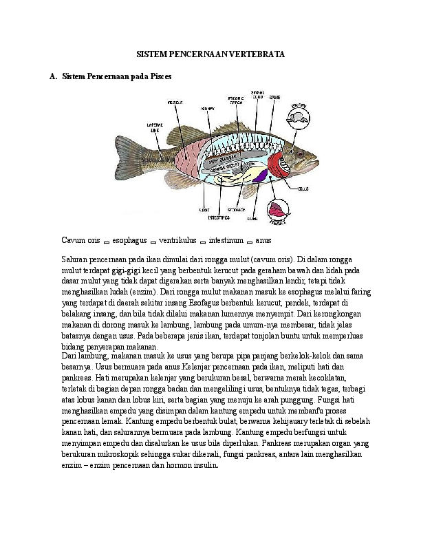 Detail Gambar Sistem Pencernaan Ikan Nomer 42