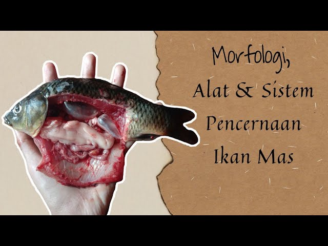 Detail Gambar Sistem Pencernaan Ikan Nomer 50