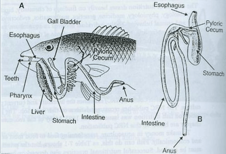 Detail Gambar Sistem Pencernaan Ikan Nomer 7