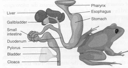 Detail Gambar Sistem Pencernaan Katak Nomer 11