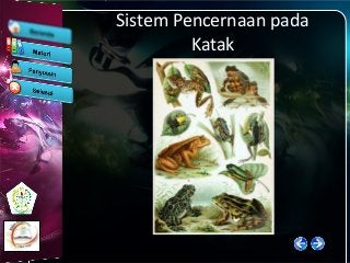 Detail Gambar Sistem Pencernaan Katak Nomer 47