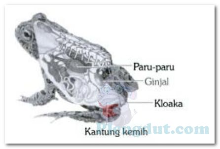 Detail Gambar Sistem Pencernaan Katak Nomer 48