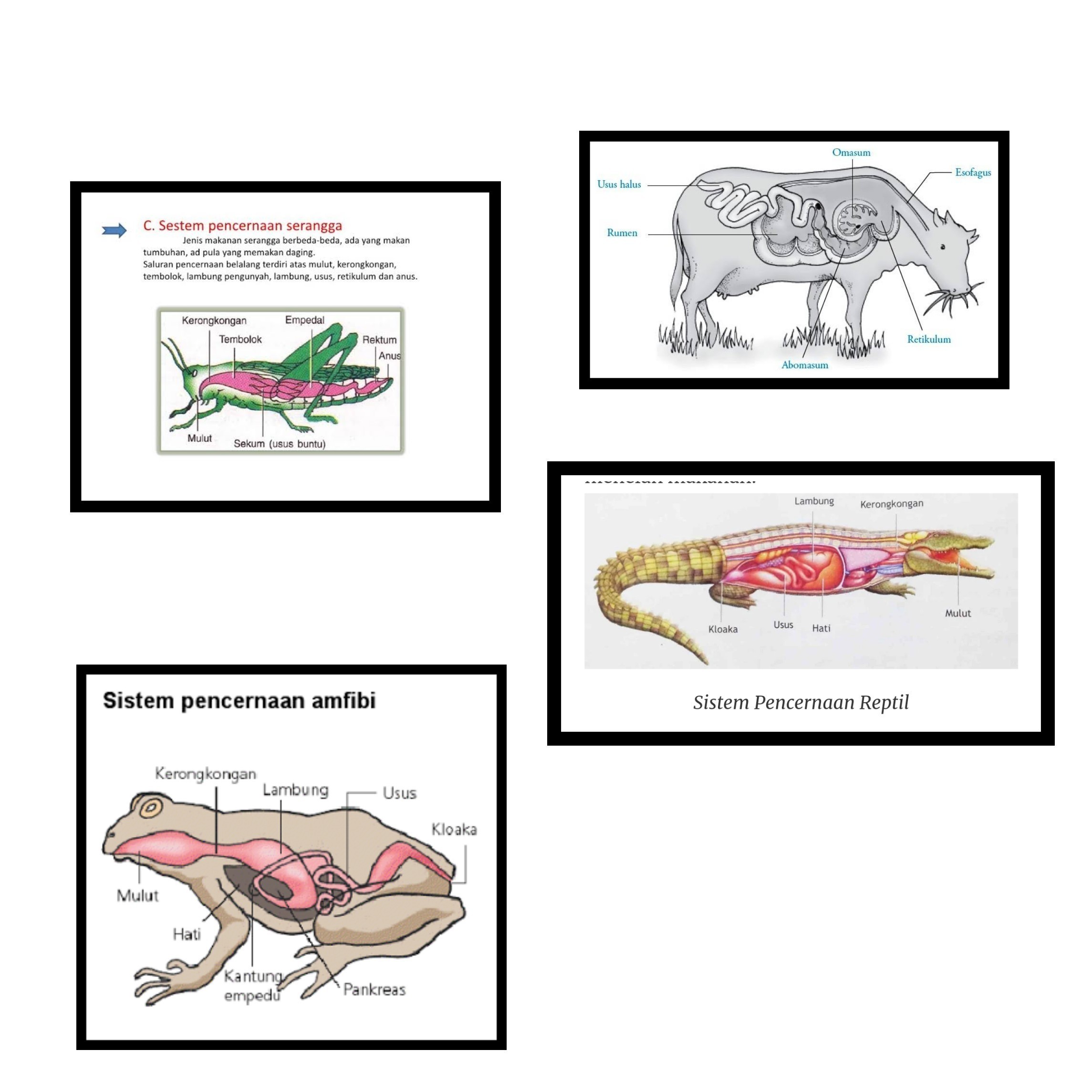 Detail Gambar Sistem Pencernaan Katak Nomer 51