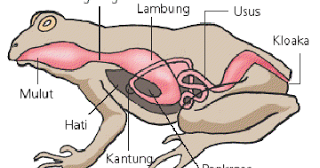 Detail Gambar Sistem Pencernaan Katak Nomer 7