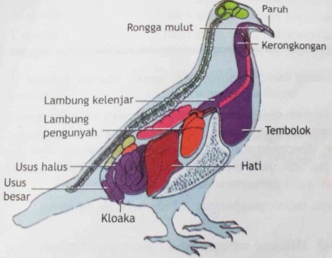 Gambar Sistem Pencernaan Pada Burung - KibrisPDR