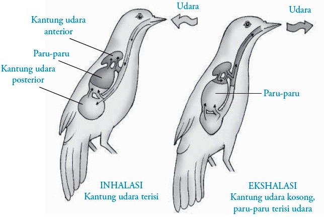 Detail Gambar Sistem Pencernaan Pada Burung Nomer 14