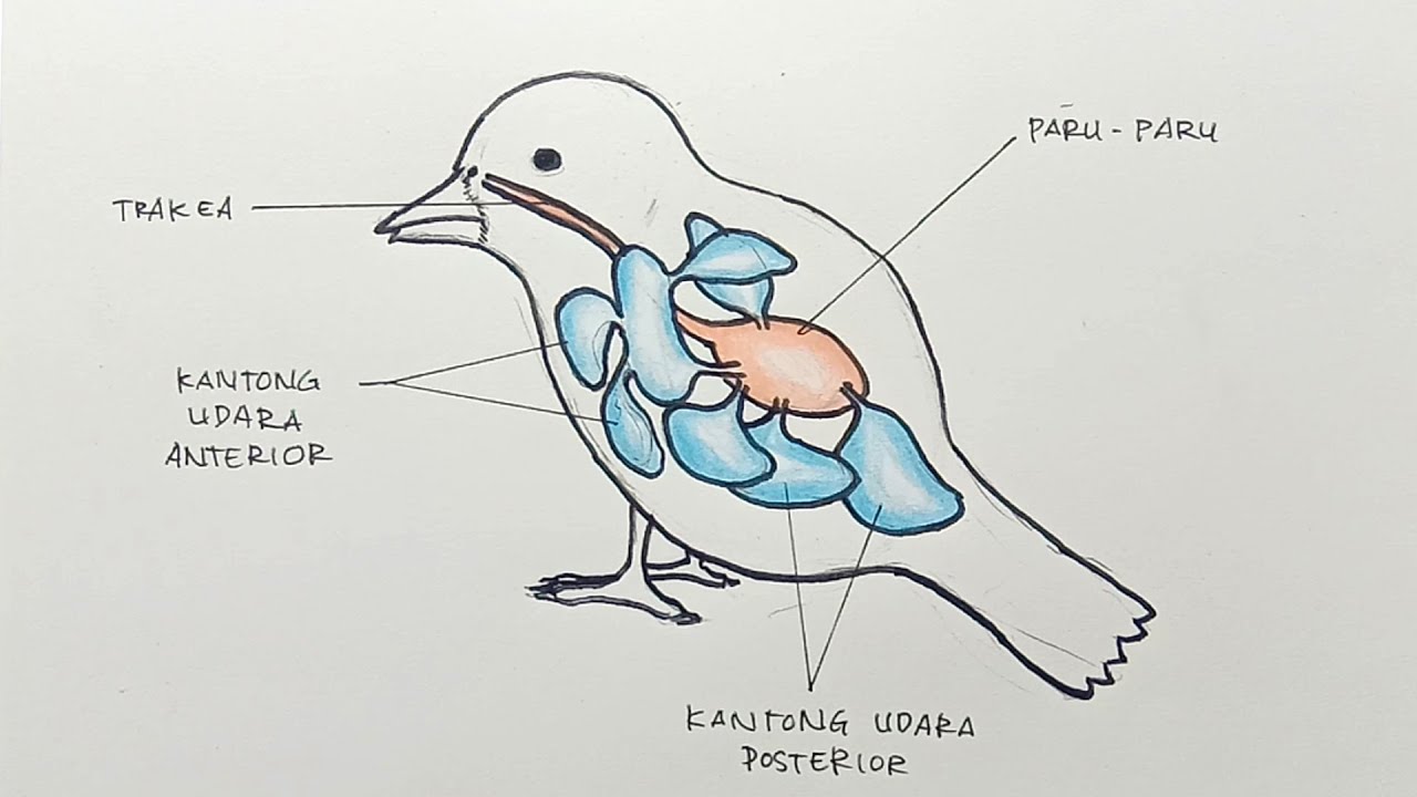 Detail Gambar Sistem Pencernaan Pada Burung Nomer 17