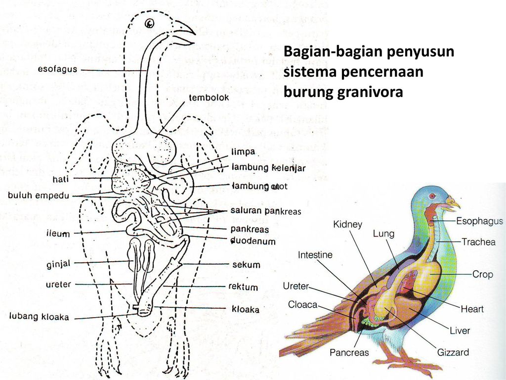 Detail Gambar Sistem Pencernaan Pada Burung Nomer 25