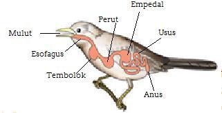 Detail Gambar Sistem Pencernaan Pada Burung Nomer 28