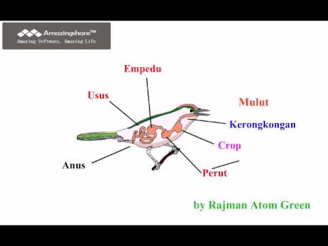 Detail Gambar Sistem Pencernaan Pada Burung Nomer 29