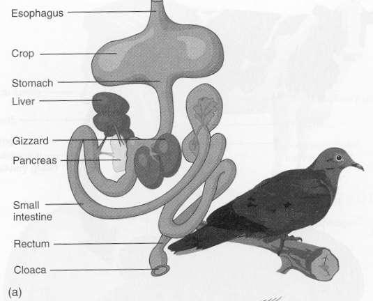 Detail Gambar Sistem Pencernaan Pada Burung Nomer 32