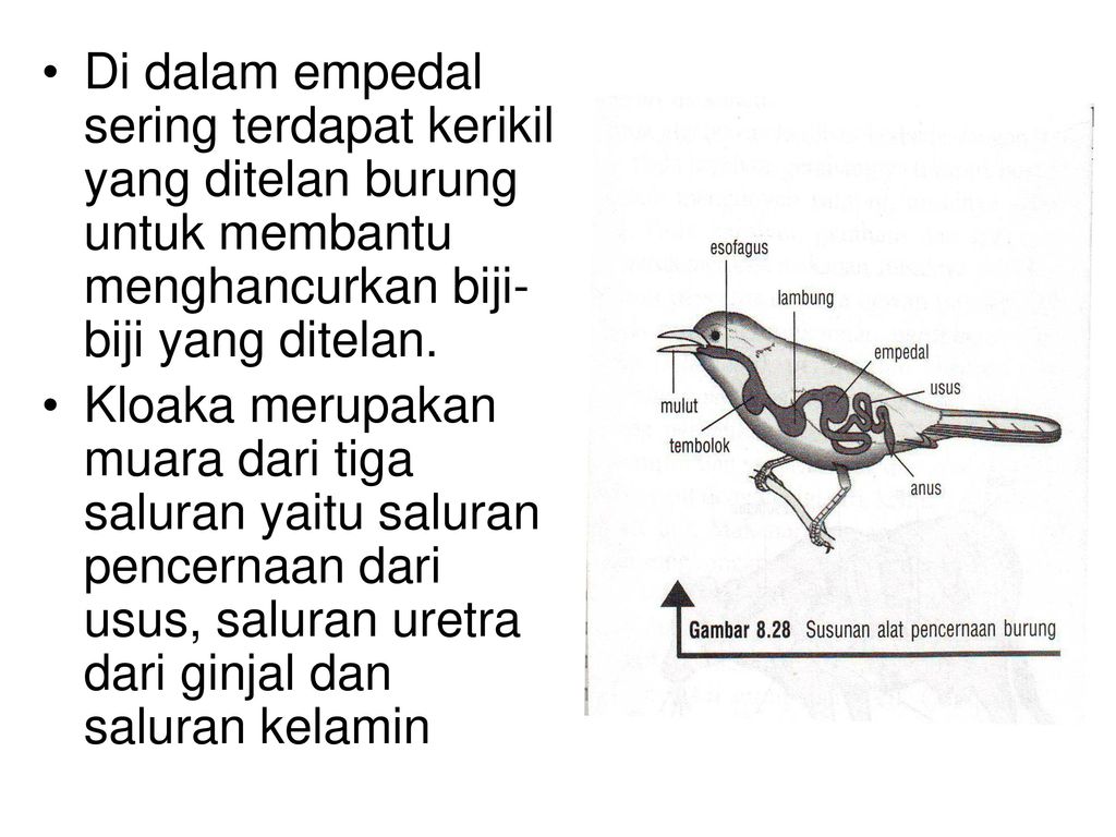 Detail Gambar Sistem Pencernaan Pada Burung Nomer 50