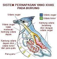 Detail Gambar Sistem Pencernaan Pada Burung Nomer 53