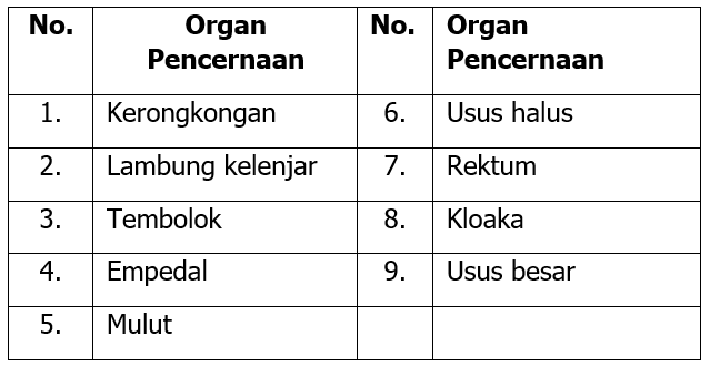 Detail Gambar Sistem Pencernaan Pada Burung Nomer 54