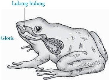 Detail Gambar Sistem Pencernaan Pada Katak Nomer 13