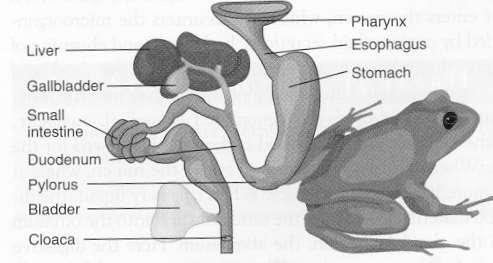 Detail Gambar Sistem Pencernaan Pada Katak Nomer 17