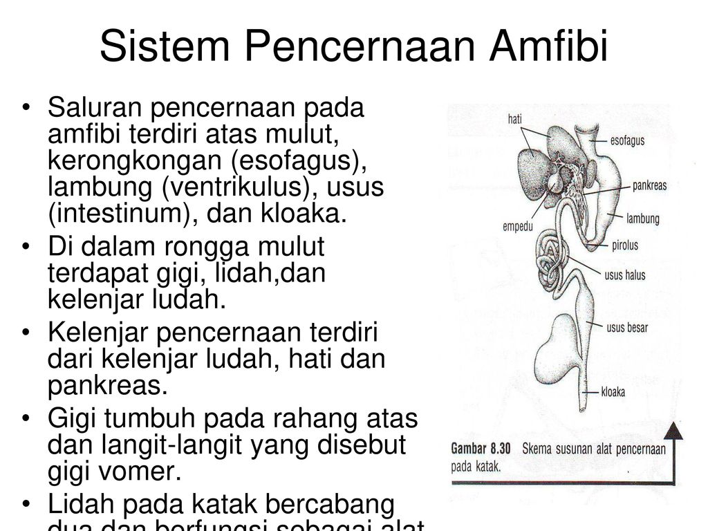 Detail Gambar Sistem Pencernaan Pada Katak Nomer 28