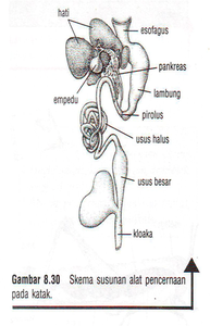 Detail Gambar Sistem Pencernaan Pada Katak Nomer 36