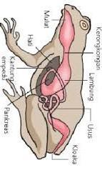 Detail Gambar Sistem Pencernaan Pada Katak Nomer 5