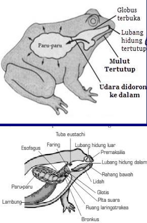 Detail Gambar Sistem Pencernaan Pada Katak Nomer 46