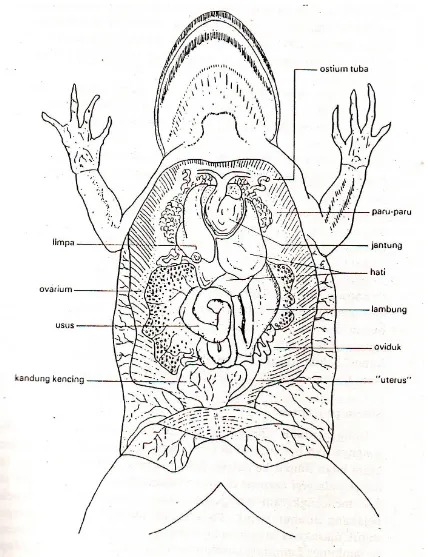 Detail Gambar Sistem Pencernaan Pada Katak Nomer 10