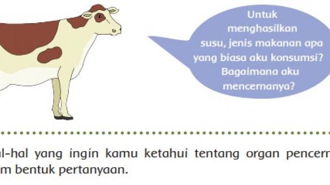 Detail Gambar Sistem Pencernaan Pada Sapi Nomer 43