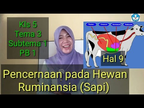 Detail Gambar Sistem Pencernaan Pada Sapi Nomer 44