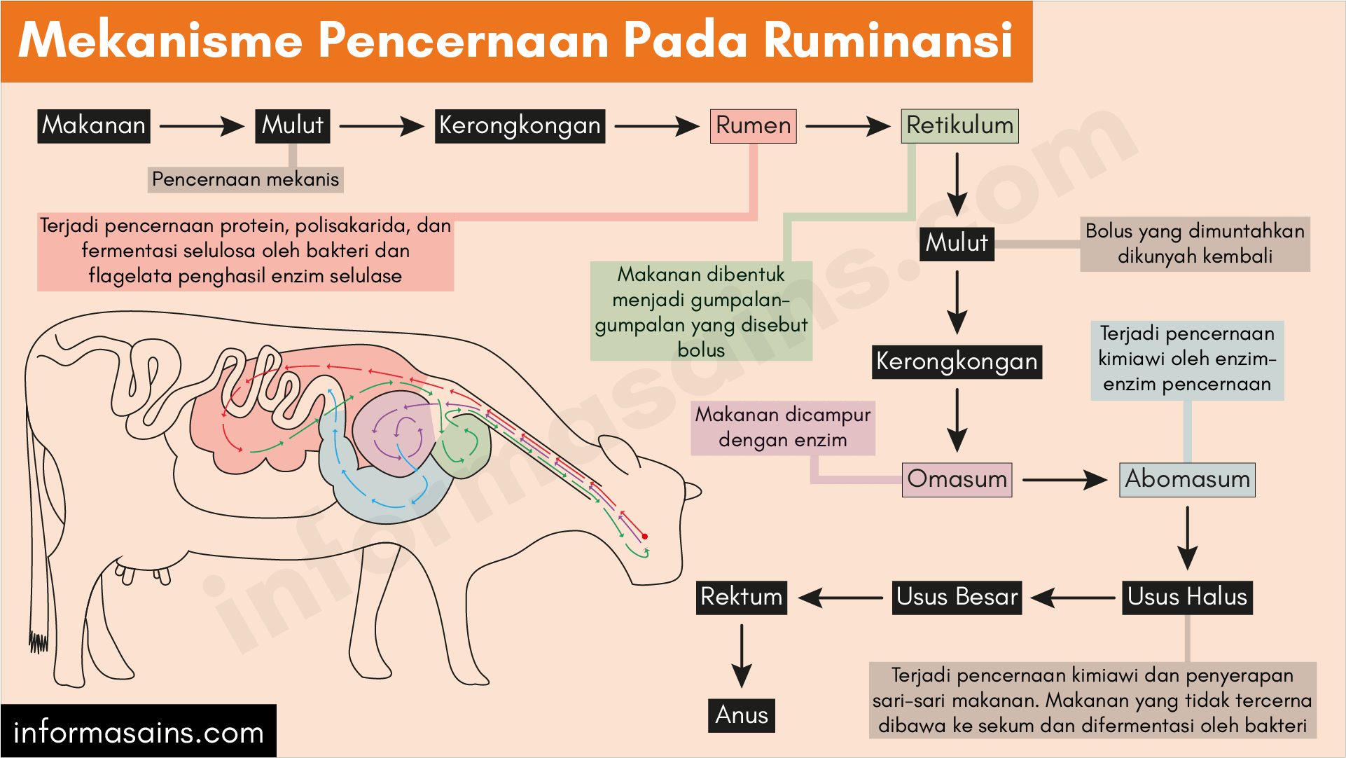 Detail Gambar Sistem Pencernaan Ruminansia Nomer 19