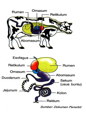 Detail Gambar Sistem Pencernaan Ruminansia Nomer 27