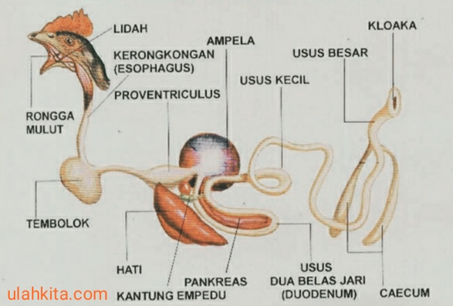 Detail Gambar Sistem Pencernaan Ruminansia Nomer 30