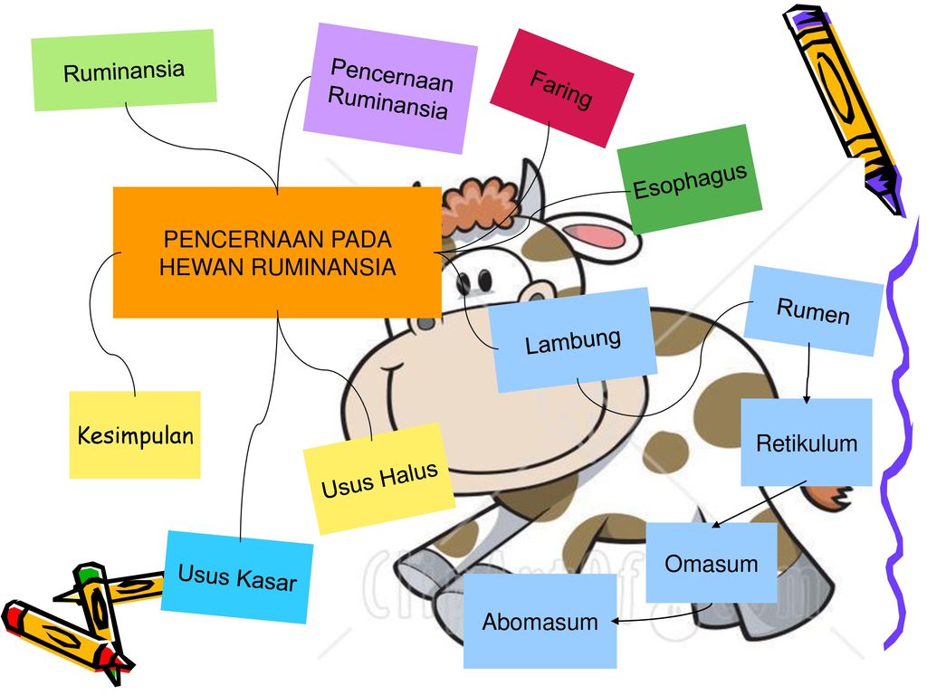 Detail Gambar Sistem Pencernaan Ruminansia Nomer 45