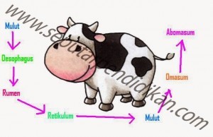 Detail Gambar Sistem Pencernaan Ruminansia Nomer 55