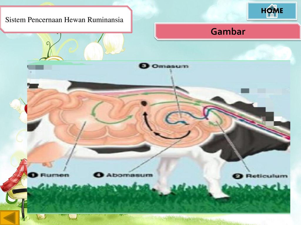 Detail Gambar Sistem Pencernaan Ruminansia Nomer 57