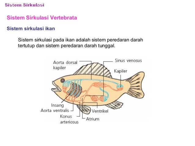 Detail Gambar Sistem Peredaran Darah Ikan Nomer 11