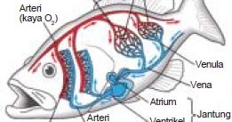 Detail Gambar Sistem Peredaran Darah Ikan Nomer 12