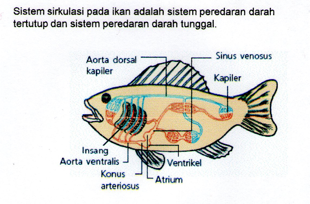 Detail Gambar Sistem Peredaran Darah Ikan Nomer 13