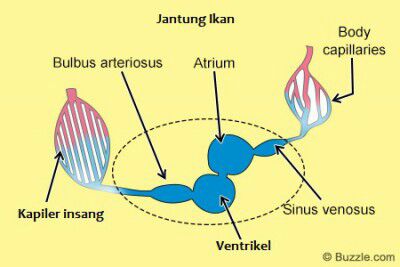 Detail Gambar Sistem Peredaran Darah Ikan Nomer 14