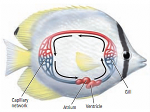 Detail Gambar Sistem Peredaran Darah Ikan Nomer 22