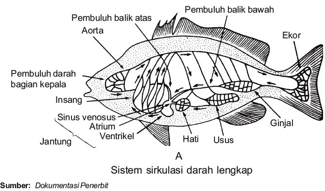 Detail Gambar Sistem Peredaran Darah Ikan Nomer 4