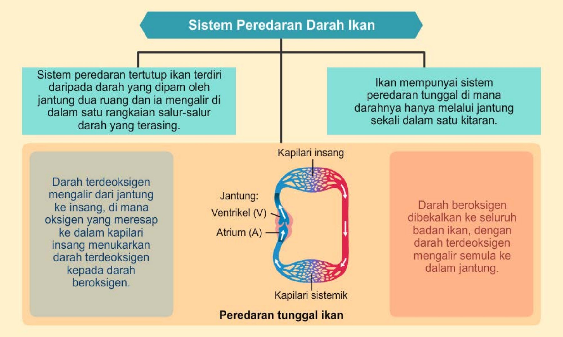 Detail Gambar Sistem Peredaran Darah Ikan Nomer 29