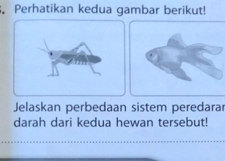 Detail Gambar Sistem Peredaran Darah Ikan Nomer 31