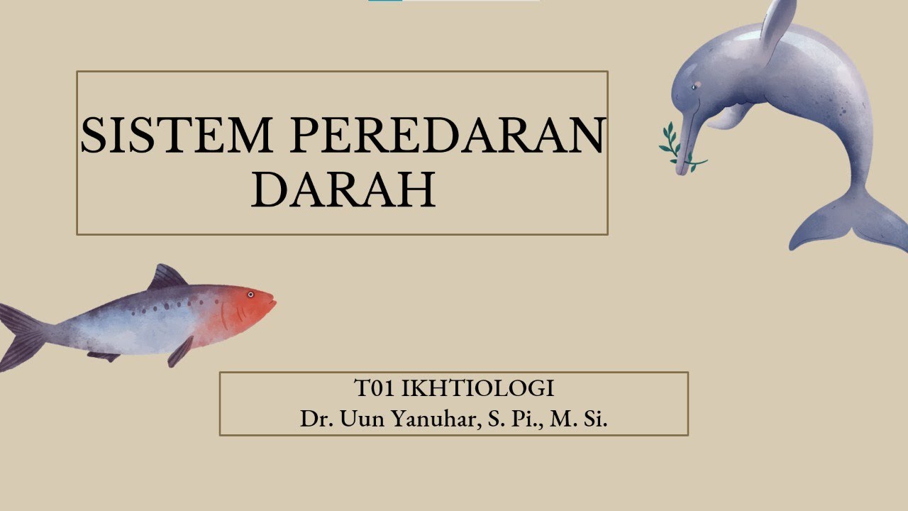 Detail Gambar Sistem Peredaran Darah Ikan Nomer 34