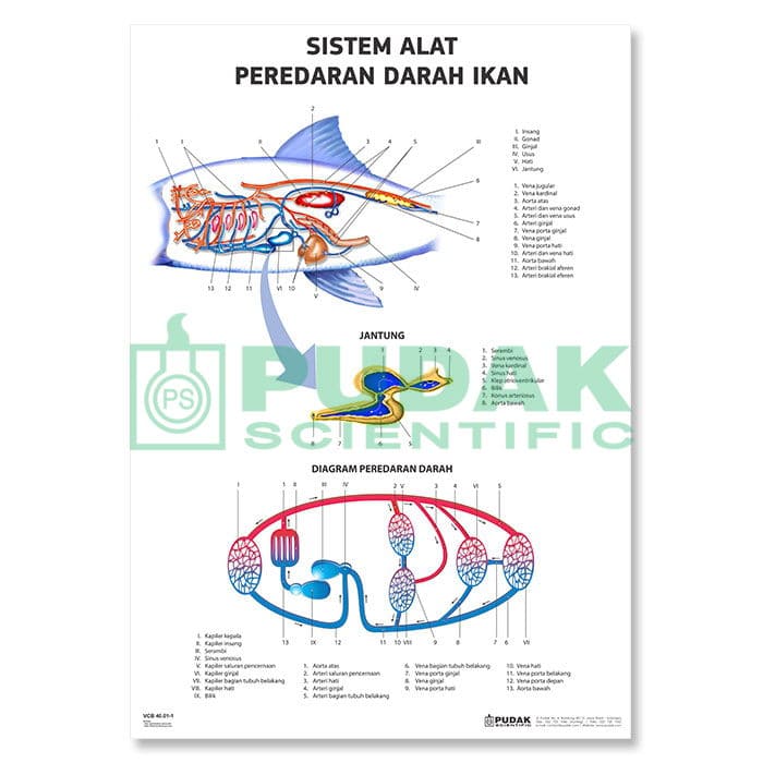 Detail Gambar Sistem Peredaran Darah Ikan Nomer 35