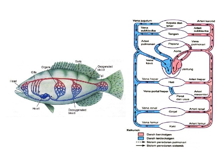 Detail Gambar Sistem Peredaran Darah Ikan Nomer 40