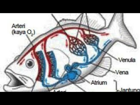 Detail Gambar Sistem Peredaran Darah Ikan Nomer 43